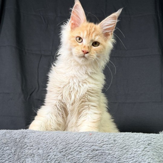 chaton Maine coon red silver blotched tabby APACHE Chatterie Des Joyaux d’Égypte