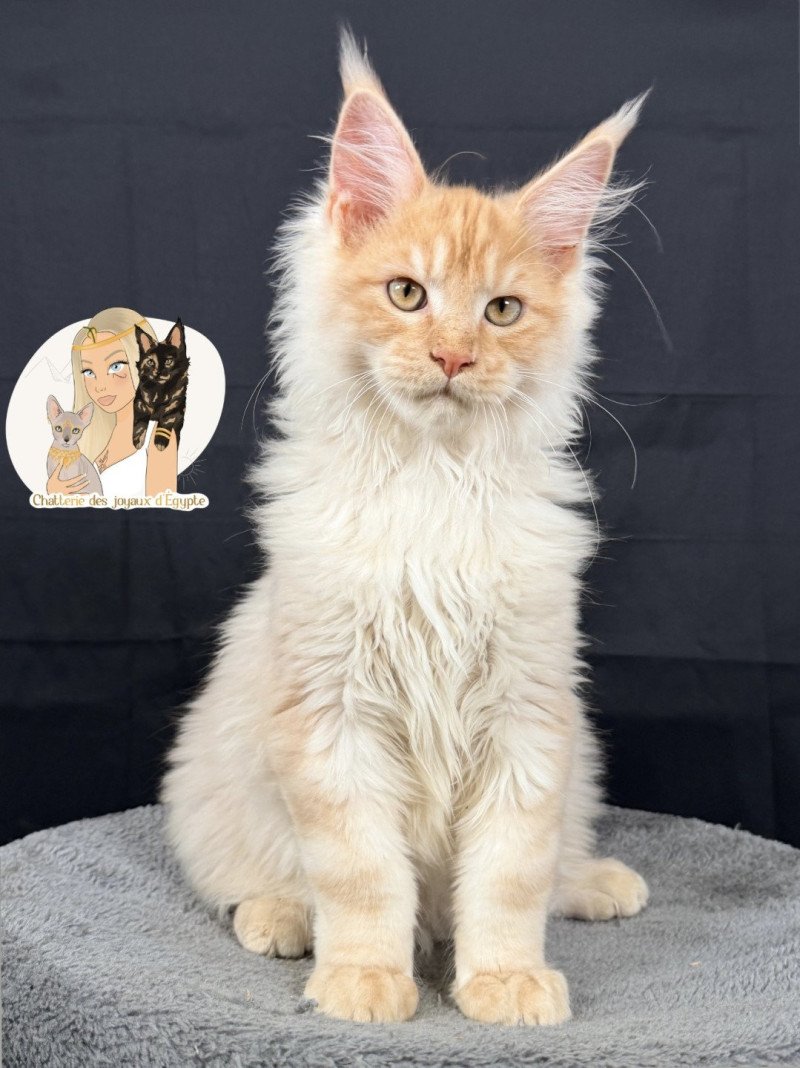 APACHE Des joyaux d’Égypte Mâle Maine coon