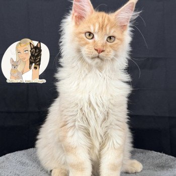 chaton Maine coon red silver blotched tabby APACHE Chatterie Des Joyaux d’Égypte