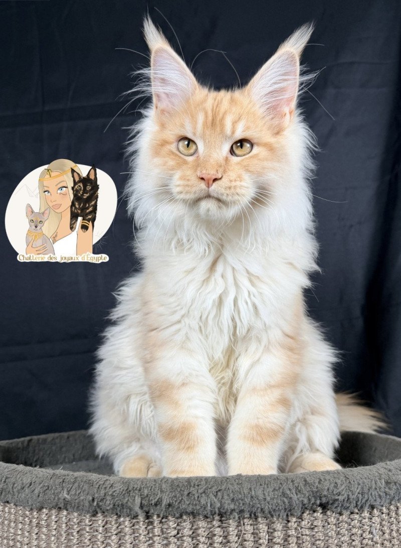 APACHE Des joyaux d’Égypte Mâle Maine coon
