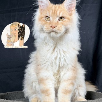 chaton Maine coon red silver blotched tabby APACHE Chatterie Des Joyaux d’Égypte