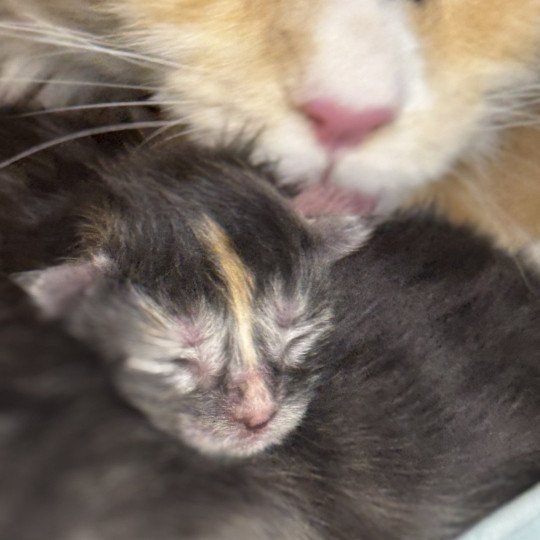 Aïlany Des joyaux d’Égypte Femelle Maine coon