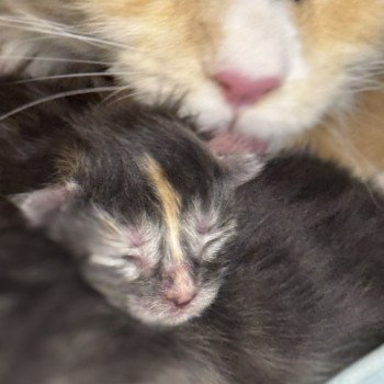 chaton Maine coon brown tortie blotched tabby Chatterie Des Joyaux d’Égypte chaton Maine coon brown tortie blotched tabby Chatterie Des Joyaux d’Égypte