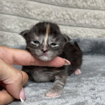 chaton Maine coon black tortie silver blotched tabby Aïlany Chatterie Des Joyaux d’Égypte chaton Maine coon black tortie silver blotched tabby Aïlany Chatterie Des Joyaux d’Égypte