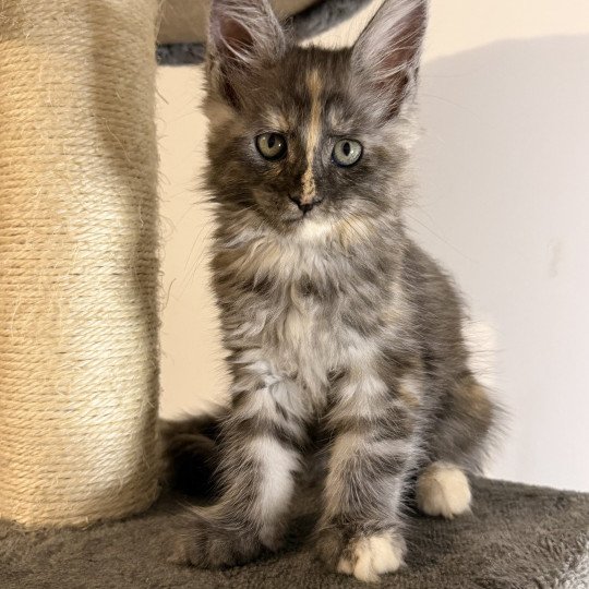 chaton Maine coon black tortie smoke Aïlany Chatterie Des Joyaux d’Égypte