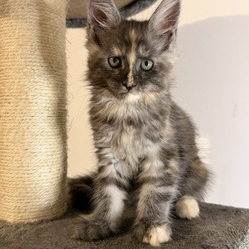 chaton Maine coon black tortie smoke Aïlany Chatterie Des Joyaux d’Égypte chaton Maine coon black tortie smoke Aïlany Chatterie Des Joyaux d’Égypte