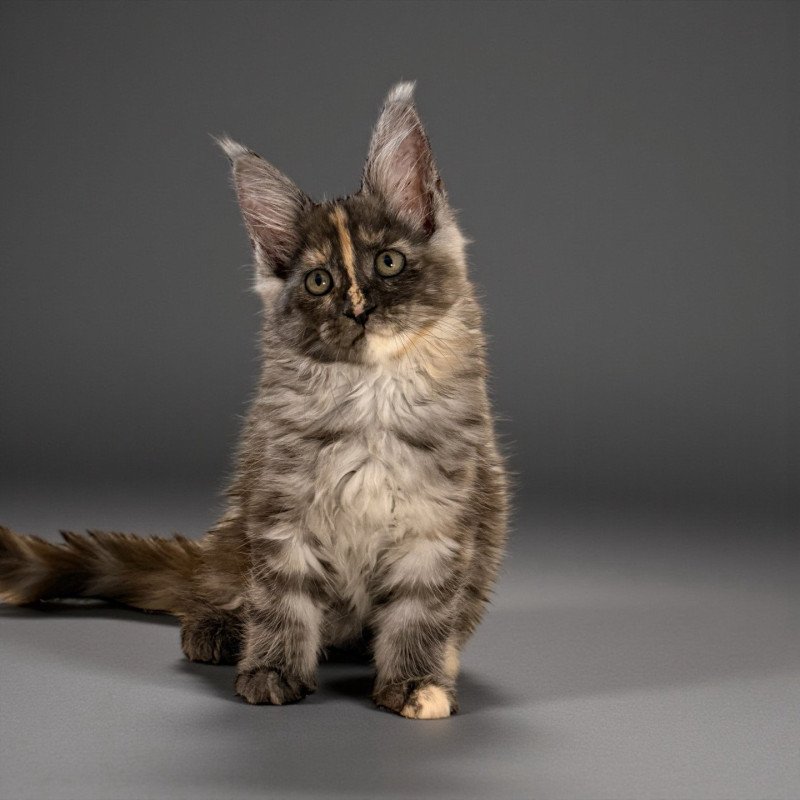 AÏLANY Des joyaux d’Égypte Femelle Maine coon