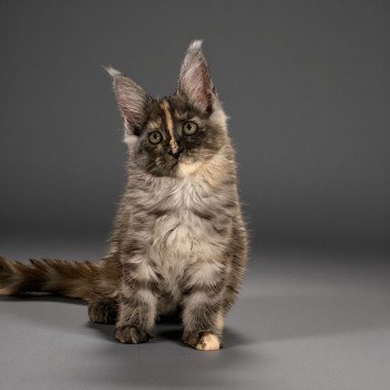 chaton Maine coon black tortie smoke Aïlany Chatterie Des Joyaux d’Égypte chaton Maine coon black tortie smoke Aïlany Chatterie Des Joyaux d’Égypte