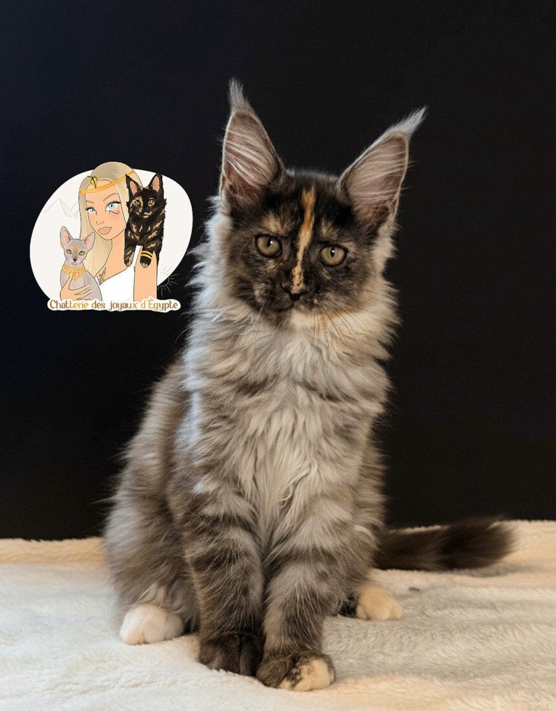 AÏLANY Des joyaux d’Égypte Femelle Maine coon