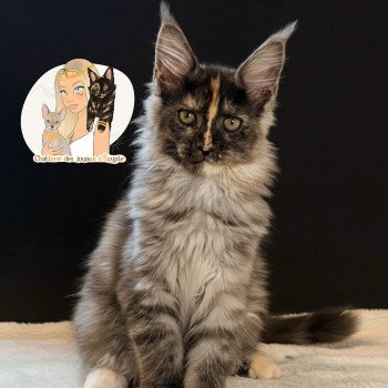 chaton Maine coon black tortie smoke AÏLANY Chatterie Des Joyaux d’Égypte