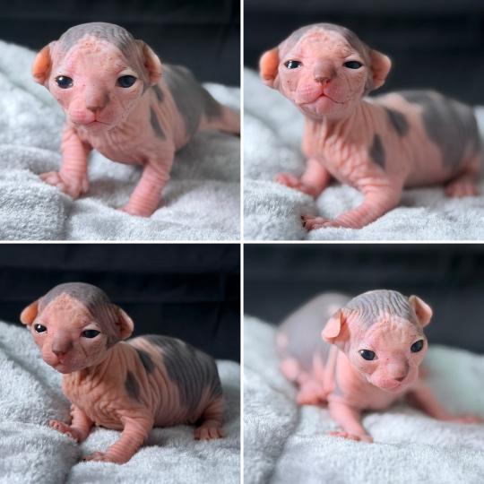 chaton Sphynx blue tabby bicolor & blanc Bounty Chatterie Des Joyaux d’Égypte