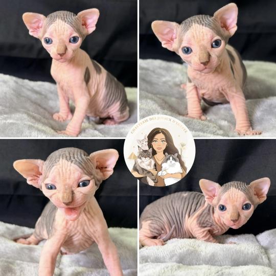 chaton Sphynx blue tabby bicolor & blanc Bounty Chatterie Des Joyaux d’Égypte
