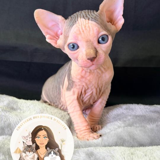 Bounty Des joyaux d’Égypte Mâle Sphynx