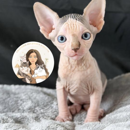 chaton Sphynx blue tabby bicolor & blanc Bounty Chatterie Des Joyaux d’Égypte