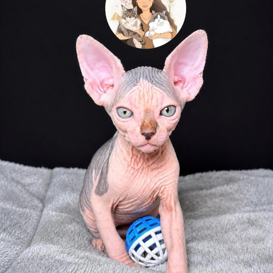 Bounty Des joyaux d’Égypte Mâle Sphynx
