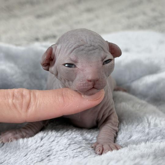 chaton Sphynx blue Chatterie Des Joyaux d’Égypte