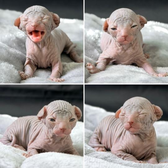 chaton Sphynx blue Beauty Chatterie Des Joyaux d’Égypte