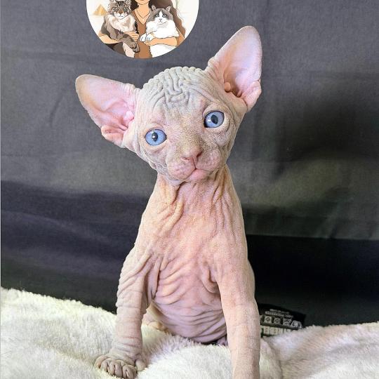 B’Violette Des joyaux d’Égypte Femelle Sphynx