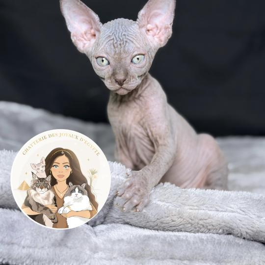 B’Violette Des joyaux d’Égypte Femelle Sphynx