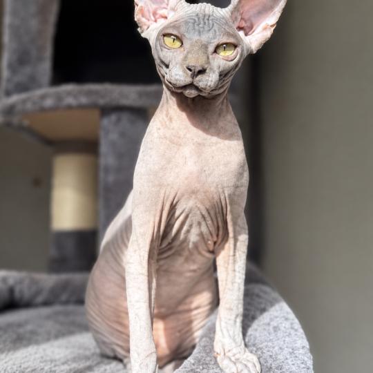 B’Violette Des joyaux d’Égypte Femelle Sphynx