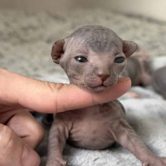 chaton Sphynx brown tabby Chatterie Des Joyaux d’Égypte