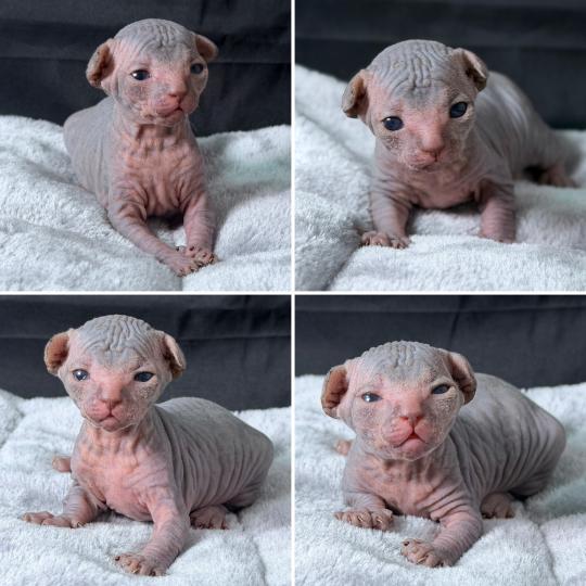chaton Sphynx blue mackerel tabby Baloo Chatterie Des Joyaux d’Égypte