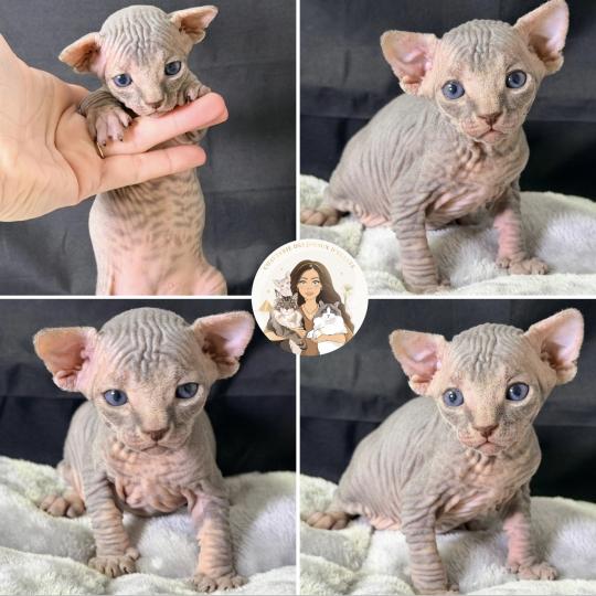 chaton Sphynx blue mackerel tabby Baloo Chatterie Des Joyaux d’Égypte