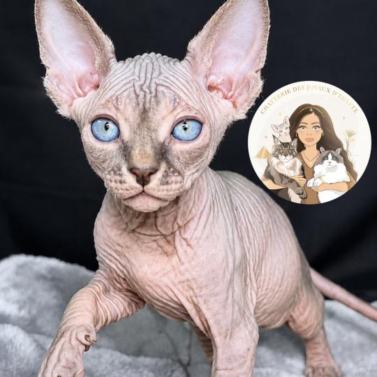 Beerus Des joyaux d’Égypte Mâle Sphynx