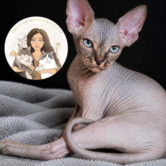 Beerus Des joyaux d’Égypte Mâle Sphynx