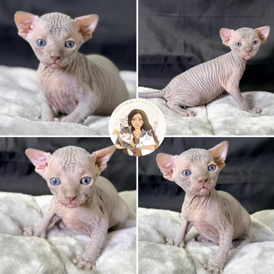 chaton Sphynx blue Billy-Burton Chatterie Des Joyaux d’Égypte