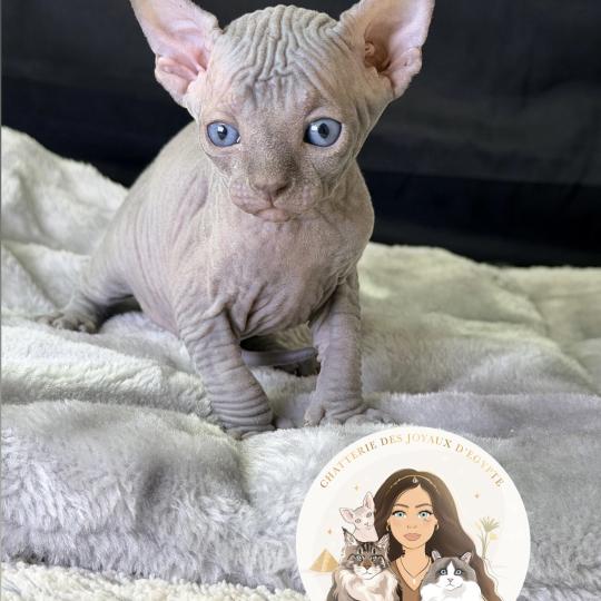 Billy-Burton Des joyaux d’Égypte Mâle Sphynx