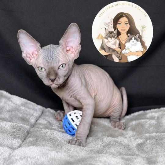 Billy-Burton Des joyaux d’Égypte Mâle Sphynx