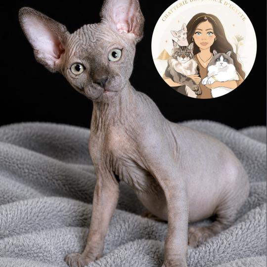 Billy-Burton Des joyaux d’Égypte Mâle Sphynx