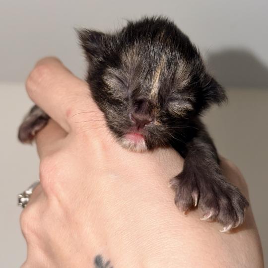 chaton Maine coon polydactyle black tortie Chatterie Des Joyaux d’Égypte