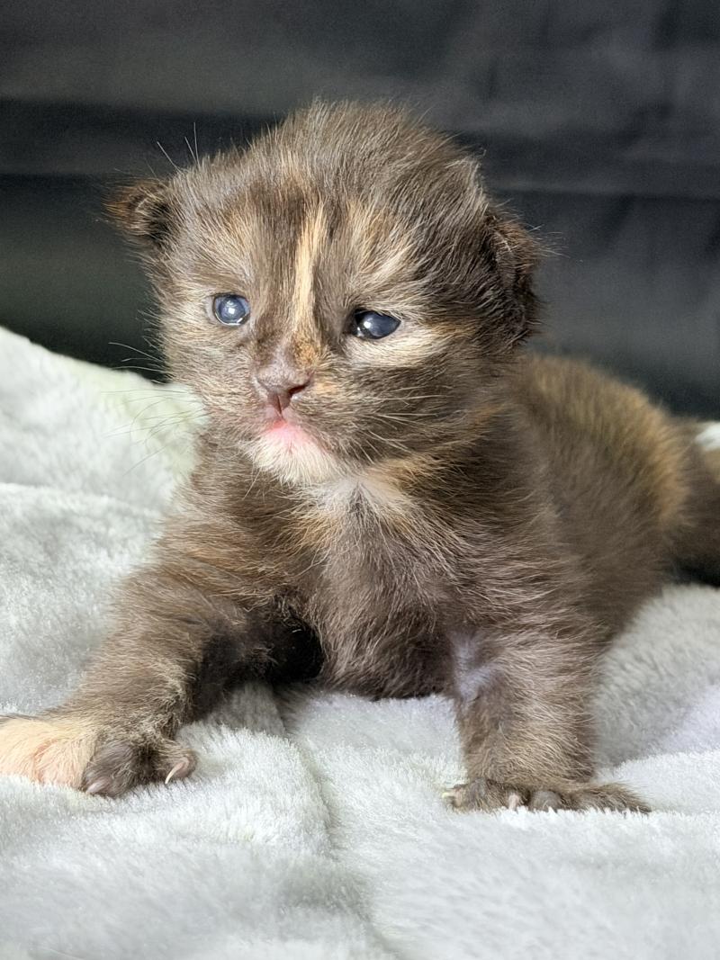 Bonnie Des joyaux d’Égypte Femelle Maine coon polydactyle