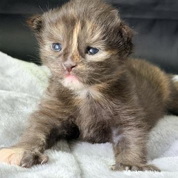 chaton Maine coon polydactyle black tortie Bonnie Chatterie Des Joyaux d’Égypte