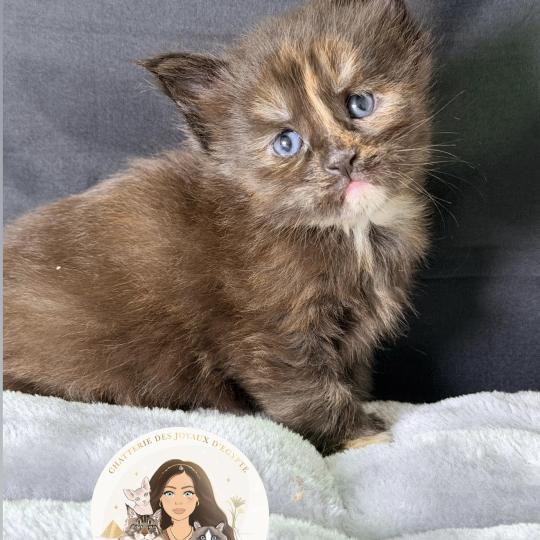 Bonnie Des joyaux d’Égypte Femelle Maine coon polydactyle