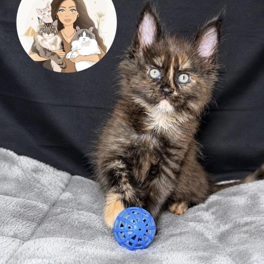 Bonnie Des joyaux d’Égypte Femelle Maine coon polydactyle