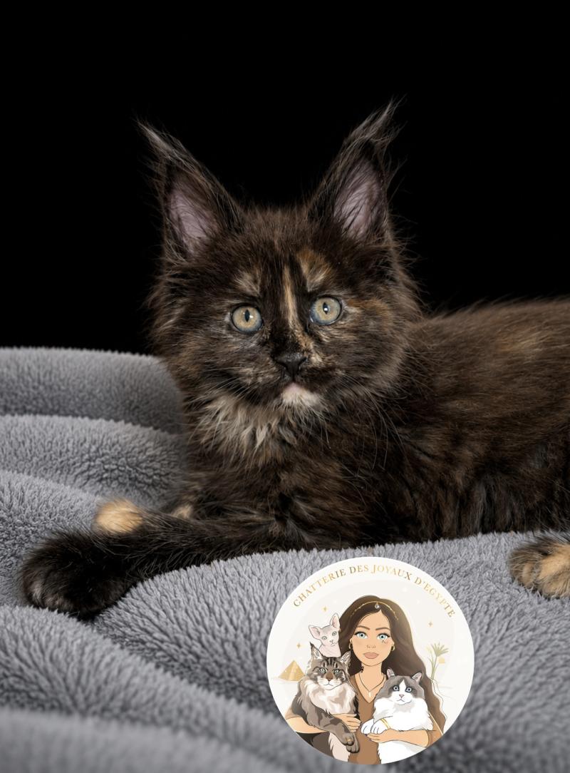 Bonnie Des joyaux d’Égypte Femelle Maine coon polydactyle