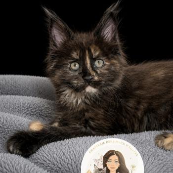 chaton Maine coon polydactyle black tortie Bonnie Chatterie Des Joyaux d’Égypte