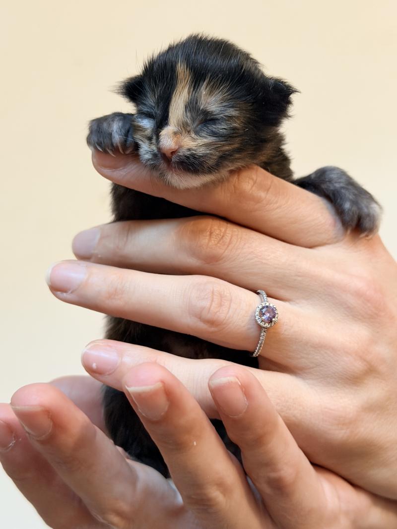 Bella Des joyaux d’Égypte Femelle Maine coon polydactyle