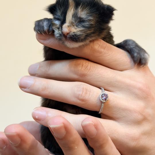 chaton Maine coon polydactyle black tortie Chatterie Des Joyaux d’Égypte