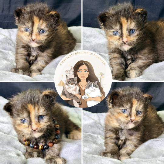 chaton Maine coon polydactyle black tortie Bella Chatterie Des Joyaux d’Égypte