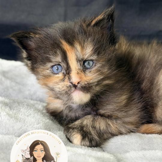 Bella Des joyaux d’Égypte Femelle Maine coon polydactyle