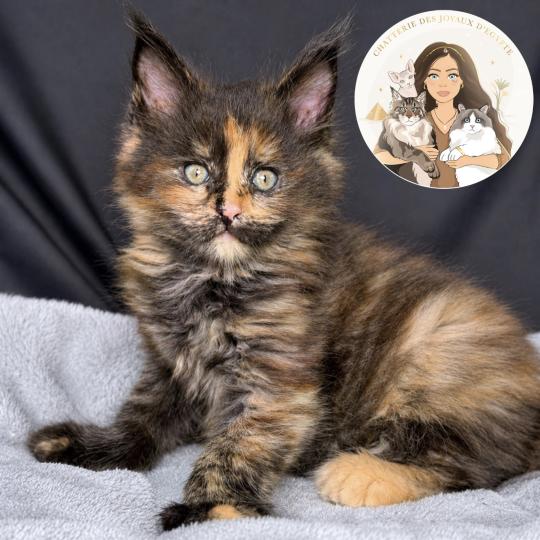 Bella Des joyaux d’Égypte Femelle Maine coon polydactyle