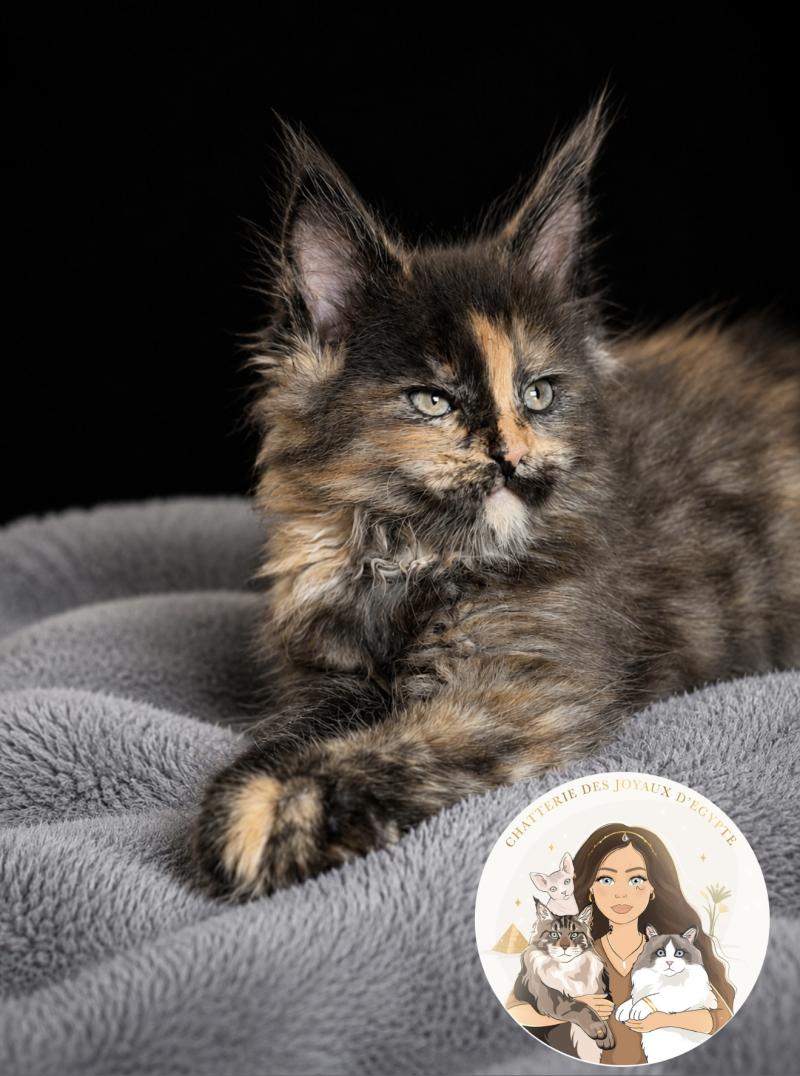Bella Des joyaux d’Égypte Femelle Maine coon polydactyle