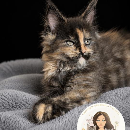 Bella Des joyaux d’Égypte Femelle Maine coon polydactyle