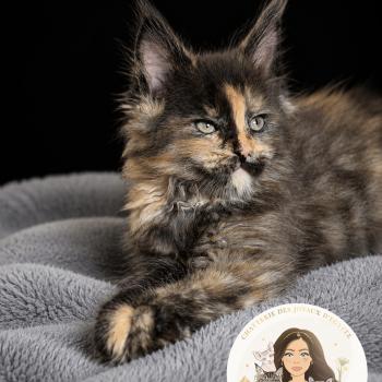 chaton Maine coon polydactyle black tortie Bella Chatterie Des Joyaux d’Égypte
