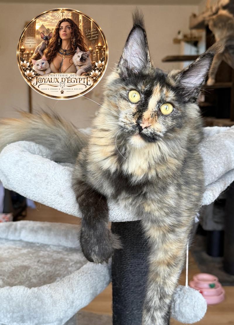 Bella Des joyaux d’Égypte Femelle Maine coon polydactyle
