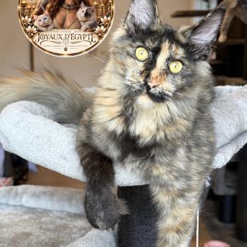 chaton Maine coon polydactyle black tortie Bella Chatterie Des Joyaux d’Égypte